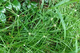 根茎似蜈蚣，老人称为“散寒草”，用来煲汤好处多，如今不多见了图片