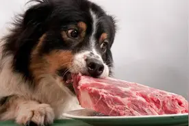 给狗狗喂生肉，会导致兽性大发？别再被这些原因骗了图片