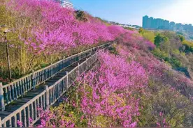 十里桃花灼灼盛放！到两江新区悦来江湾打卡图片