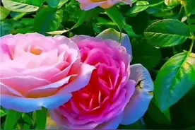 入了心的人，见或不见，都是一生的相思惦念图片