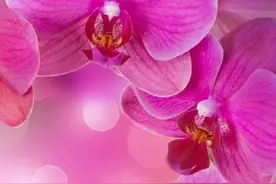 精美花卉壁纸：百花齐放，各有各的美图片