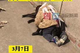 人类幼崽与小狗切磋武艺 狗子：这无法呼吸的爱图片
