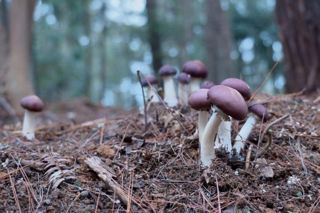 区县动态｜露营、种菌两不误！贵安平阳村“林下文章”有声有色