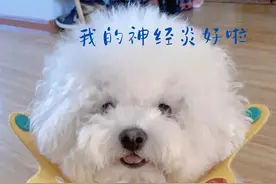 狗狗神经炎，这样做100%痊愈图片