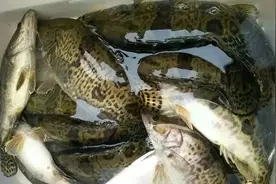 特别注意！鳜鱼养殖要满足这些条件，才能养出好鳜鱼图片