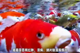 锦鲤鱼病治疗常规操作，你了解多少？图片