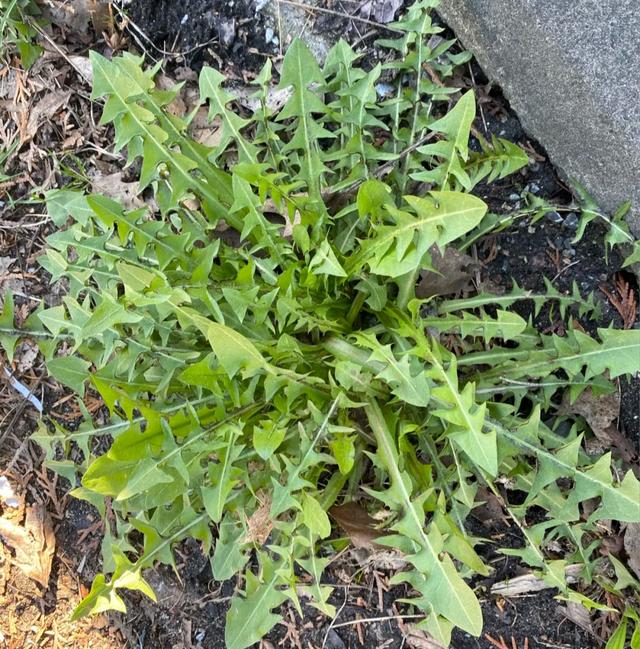 9种常见野菜的好处与吃法，作用一个比一个大，味道一个比一个鲜