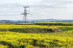 修文县久长街道高标准农田600余亩油菜花盛开图片