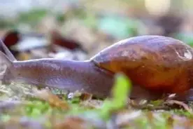 紧急提醒！它携带大量病菌和寄生虫，别碰更别吃图片