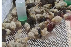 芦丁鸡的养殖方法和注意事项有哪些？图片