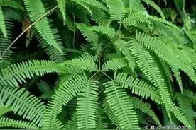山上这种植物，曾割来烧火，竟不知是珍贵的“探金草”，别忽视图片