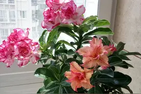 养沙漠玫瑰，越“狠”根越壮，越“狠”花越多，轻松开爆盆图片