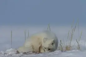 曹操两次救了白狐，为报恩转世成人，助他成就大业，却英年早逝。图片