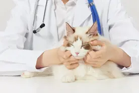 聚焦315丨难关重重难跨越，宠物医疗保险不省心图片