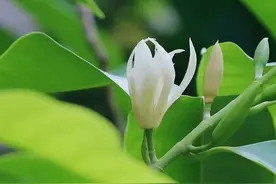 我的祖父（下）图片