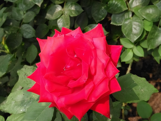 氨基酸叶面肥，用过都说好