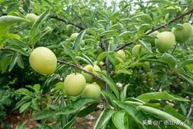 果蔬百味6 暖风吹雨杨花乱 梅子初尝齿留香图片