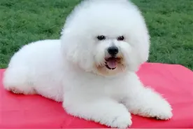 为何网友愿意养“比熊”，却嫌弃“泰迪”？是有这些原因图片