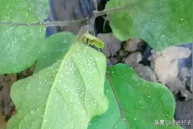 茄子、芥菜上长了很多白粉虱，用这两种粉泡水喷一喷，第二天就好图片