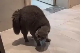 江苏：主人朋友带别的猫来家里做客，自家猫竟口吐人言来“约架”图片