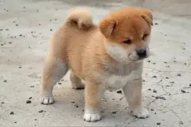 流浪老人救下重伤幼犬,2年后老人兑现承诺,义犬报恩送还47封家书图片