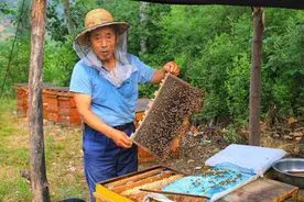 蜂蜜越来越不好卖，是产能过剩吗？乡村养蜂人的困境谁人能救？图片