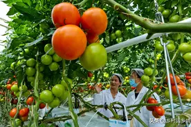 葡萄糖和食醋用在种菜上有奇效，你会正确使用吗？别再搞错了图片