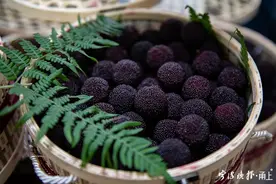 又到宁波杨梅采摘季！余姚官宣“开摘”图片