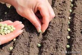 不管种啥菜，两个播种方法，三个种植技巧，出苗又快又齐又壮实图片