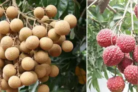 生殖隔离失效了吗？科学家培育出龙眼+荔枝的后代，有多罕见？图片