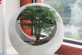 家里多养8种花，又吸毒气又杀菌，健康又长寿图片