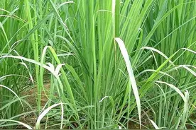 香料香茅草是怎样的植物图片