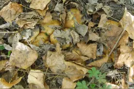 散文：叫人疯狂的杨树蘑图片