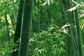 竹子的人生寓意图片