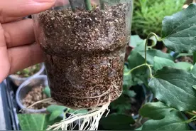 春天赶紧扦插6种花，遇土就生根，一两个礼拜就活了图片