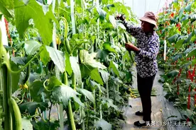 丝瓜最怕什么肥料？丝瓜施什么肥料最好？丝瓜高产的方法在这图片