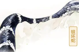 北京怎么会有银环蛇？我国第一毒蛇现身北京，或有人放生毒蛇图片