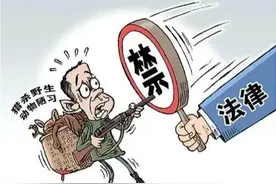 福建厦门：审结一起危害濒危野生动物案 一被告人非法购销6389颗大白鲨牙齿牟利获刑图片