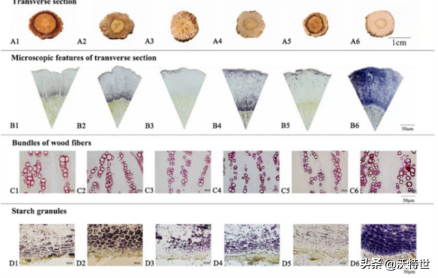 解吸电喷雾质谱成像(DESI-MSI)阐明板蓝根品质特征