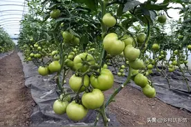 蔬菜浇水施肥有技巧，传授你几个种植口诀，这才是实用经验图片