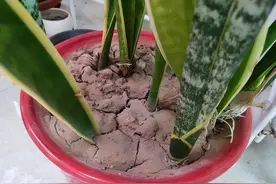 养花盆土硬邦邦，用这3种“水”浇花，土壤松软如面包！图片