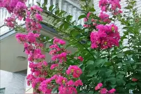 4种“经典名花”树，庭院种一棵，寓意深远，美丽吉祥“永流传”图片