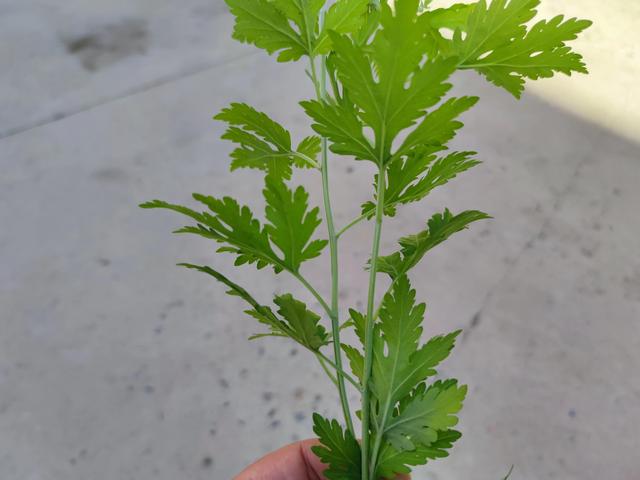 6月3日端午节 记得 5大习俗 3大禁忌 祈福纳吉 四季都安康 Zh中文网