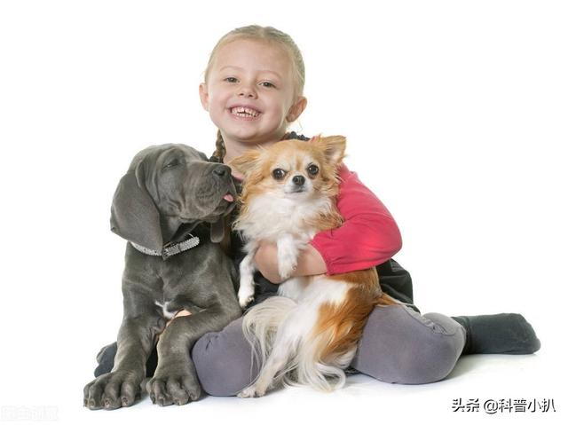 比利牛斯獒犬的外貌特征性格（世界上最重的狗子藏獒被取经却屈居第3名）