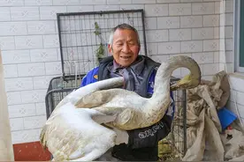 2015年老人无意间救下的大鸟，被村民叫作四不像，得知身份很惊讶图片