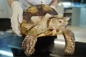 龟龟一觉醒来，发现自己被“拘留”了！澳门男子携濒危龟进境被截图片