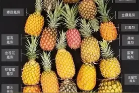 金钻凤梨，牛奶凤梨，香水凤梨，芒果凤梨...别傻傻分不清楚了图片