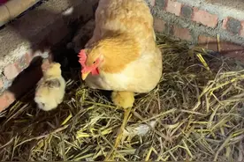 母鸡真的会养陌生小鸡，这个方法亲测有效图片