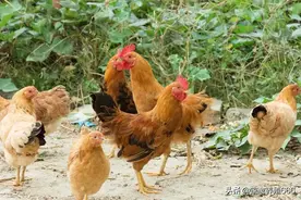 教你一招解决鸡瘫痪 鸡瘫痪还能恢复正常吗图片