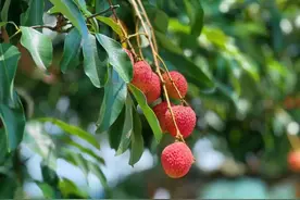 实“荔”出圈！2023年广西荔枝产销对接暨北流现代农业产业链招商活动在玉林北流举办图片